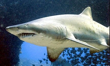 Carcharias taurus_010.jpg